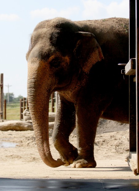 071713-elephants2